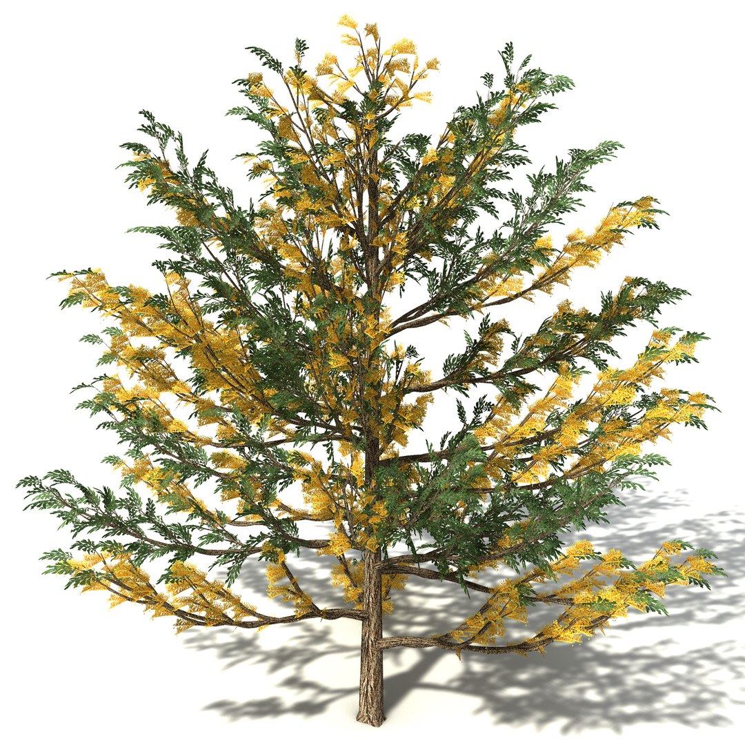 xfrogplants oceania 2 dvds 3d model https://p.turbosquid.com/ts-thumb/TE/ndw4yI/F2KOZ3PA/oc36silkyoak3/jpg/1462564496/1920x1080/fit_q87/ed838bc2606095e16f3bfd29f5217557fd2758a3/oc36silkyoak3.jpg