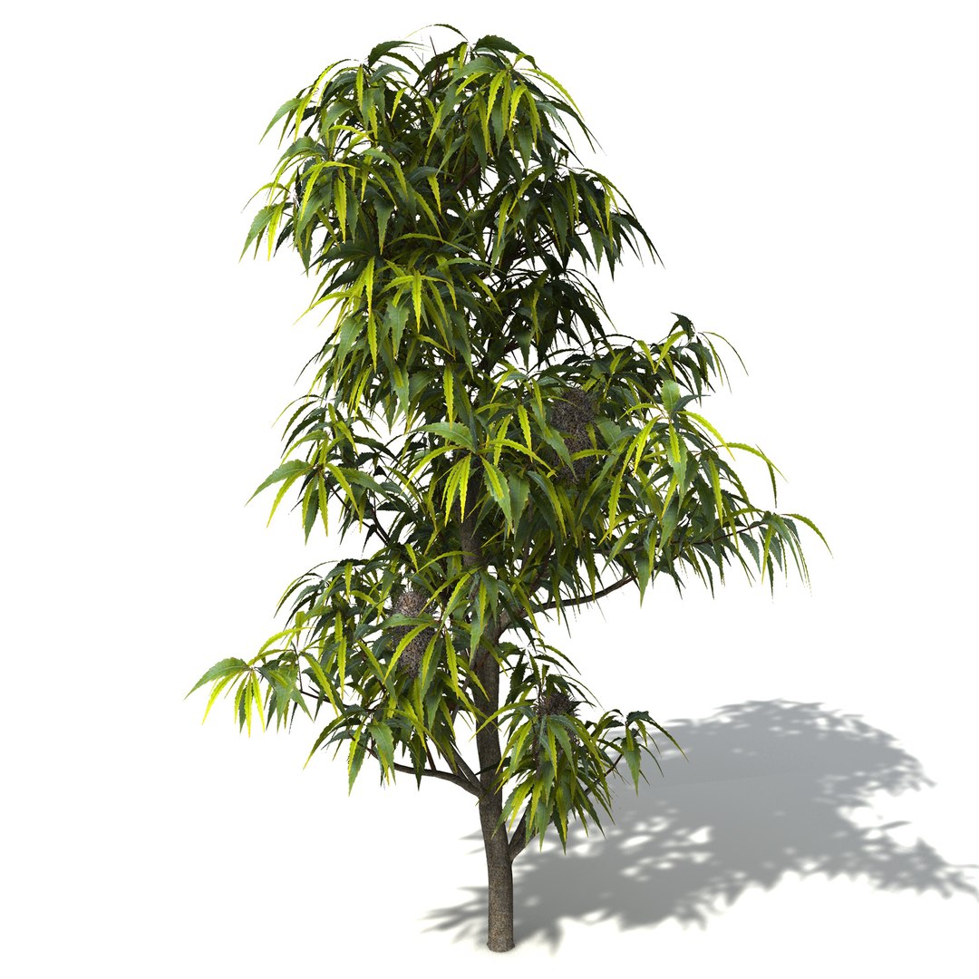xfrogplants oceania 2 dvds 3d model https://p.turbosquid.com/ts-thumb/TE/ndw4yI/HV8DaNFV/oc26sawbanksia3/jpg/1462564155/1920x1080/fit_q87/f4082538bdb22c4317de8e28aae91748c2b76daa/oc26sawbanksia3.jpg