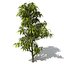 2020 XfrogPlants Oceania 2