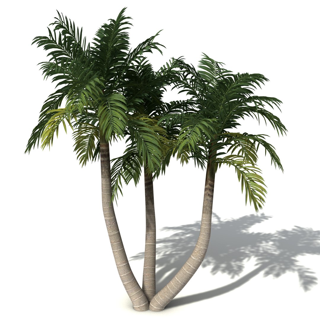 xfrogplants oceania 2 dvds 3d model https://p.turbosquid.com/ts-thumb/TE/ndw4yI/LpLMuXOn/oc25bangalowpalm7/jpg/1462564155/1920x1080/fit_q87/5c7b3c419e6abe22e9243fc2f97009494a599fd5/oc25bangalowpalm7.jpg