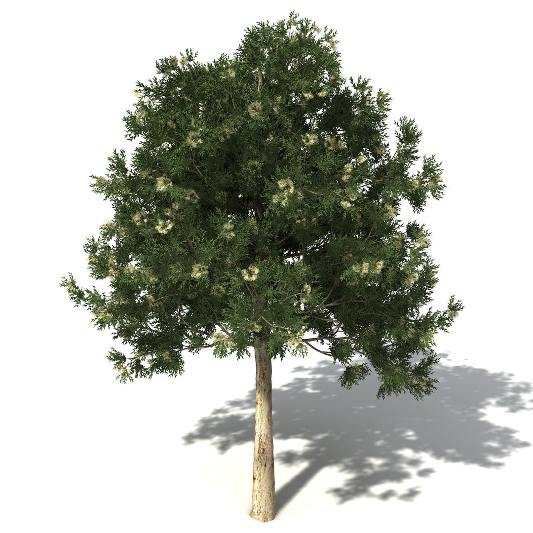 xfrogplants oceania 2 dvds 3d model https://p.turbosquid.com/ts-thumb/TE/ndw4yI/RKDK8XuG/oc34karri5/jpg/1462564496/1920x1080/fit_q87/ed5dd43af01c0bc868cef475c0fda9ab227b9f3d/oc34karri5.jpg