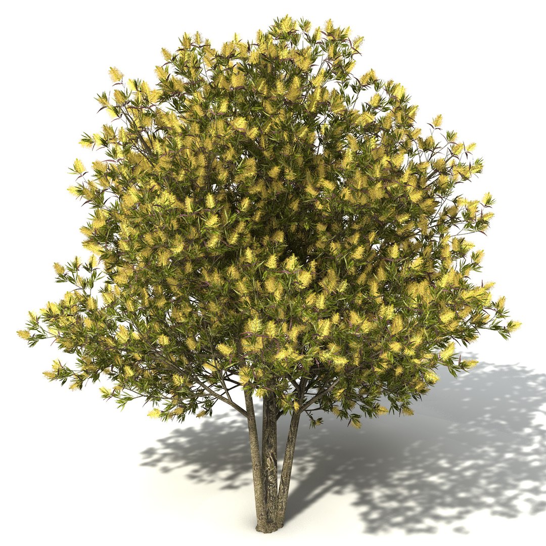 xfrogplants oceania 2 dvds 3d model https://p.turbosquid.com/ts-thumb/TE/ndw4yI/Rm7cGdpR/oc28willowbottlebrush8/jpg/1462564300/1920x1080/fit_q87/07890a59c3fa0d92467a5950bff81b3b85a0d184/oc28willowbottlebrush8.jpg