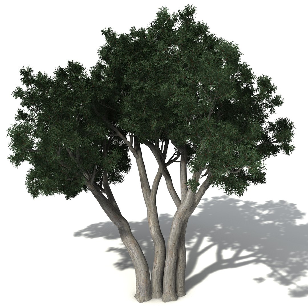 xfrogplants oceania 2 dvds 3d model https://p.turbosquid.com/ts-thumb/TE/ndw4yI/XxFnMYaR/oc33riverredgum8/jpg/1462564301/1920x1080/fit_q87/8d365e4814cd6981b99170d9acffe2a0e13fcd40/oc33riverredgum8.jpg