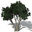 2020 XfrogPlants Oceania 2
