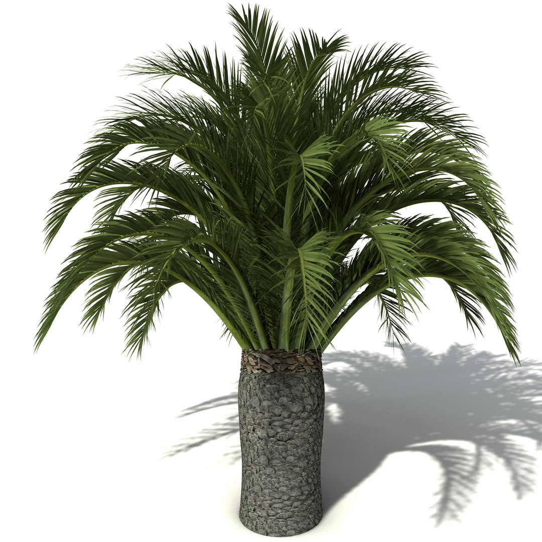 xfrogplants oceania 2 dvds 3d model https://p.turbosquid.com/ts-thumb/TE/ndw4yI/YJPlb2tF/oc38carnarvongorgemacrozamia7/jpg/1462564496/1920x1080/fit_q87/e5f95779f02a9db5b7ed4b09885ec2a61b1fac8b/oc38carnarvongorgemacrozamia7.jpg