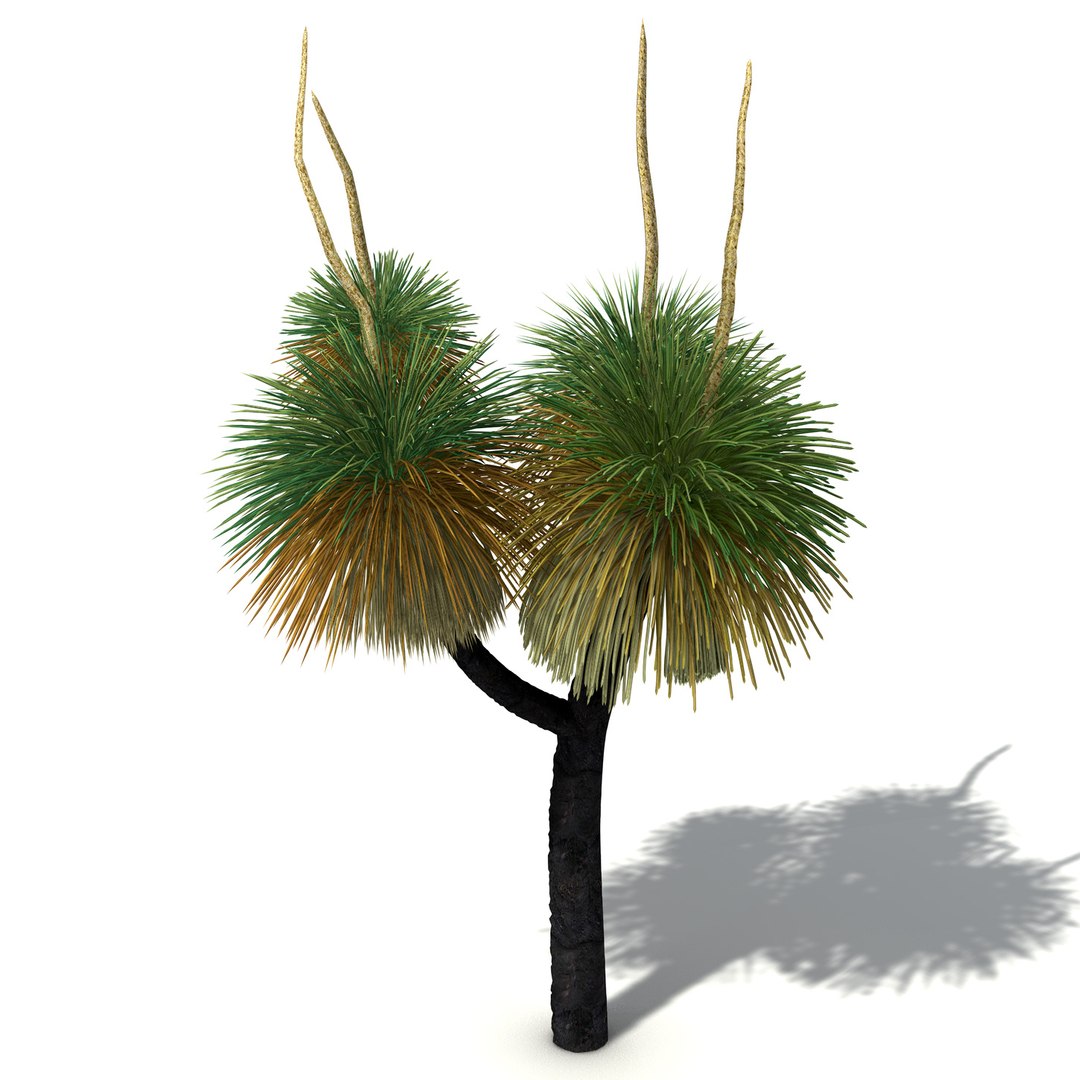 xfrogplants oceania 2 dvds 3d model https://p.turbosquid.com/ts-thumb/TE/ndw4yI/sFc0F8Rl/oc40australiangrasstree9/jpg/1462564497/1920x1080/fit_q87/7ae57d56406f89c751530716be0fe55978f74da8/oc40australiangrasstree9.jpg