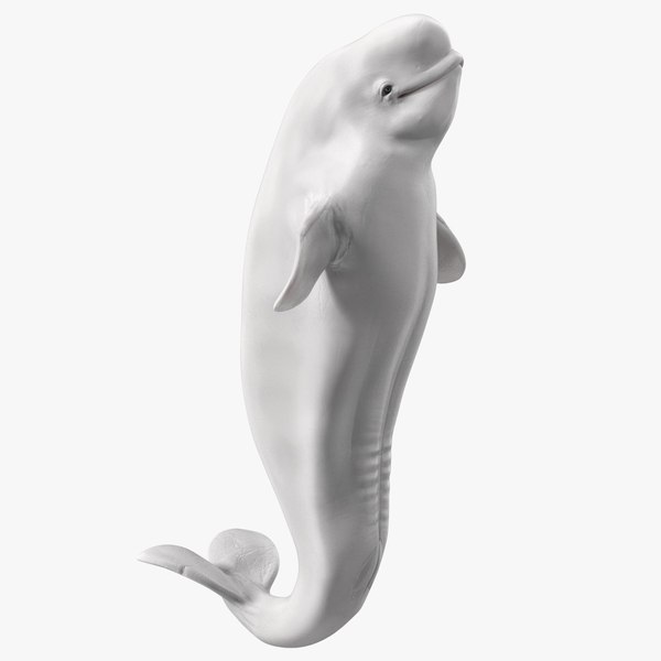 Beluga Whale Young Performance Pose 3D