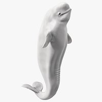 Beluga Whale Young Performance Pose