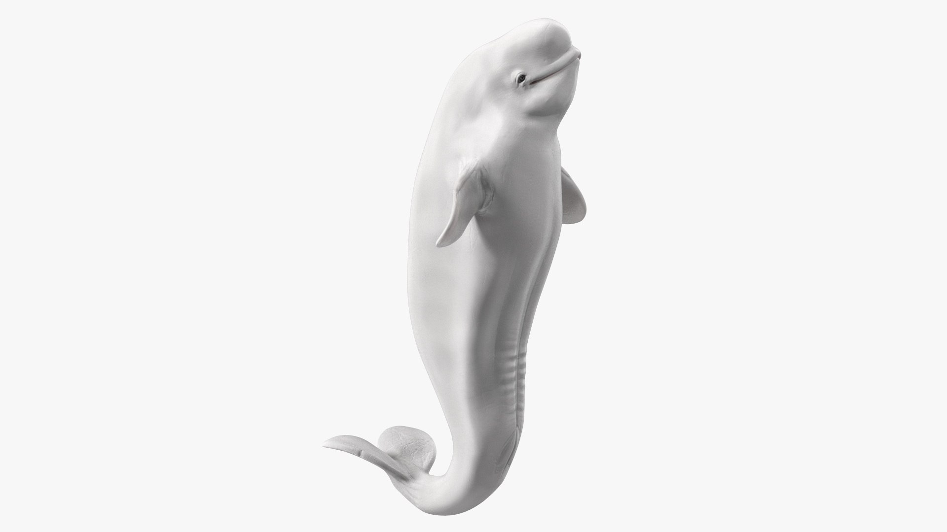 Beluga Whale Young Performance Pose 3D model preview