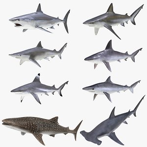 sharks rigged 10 3D model