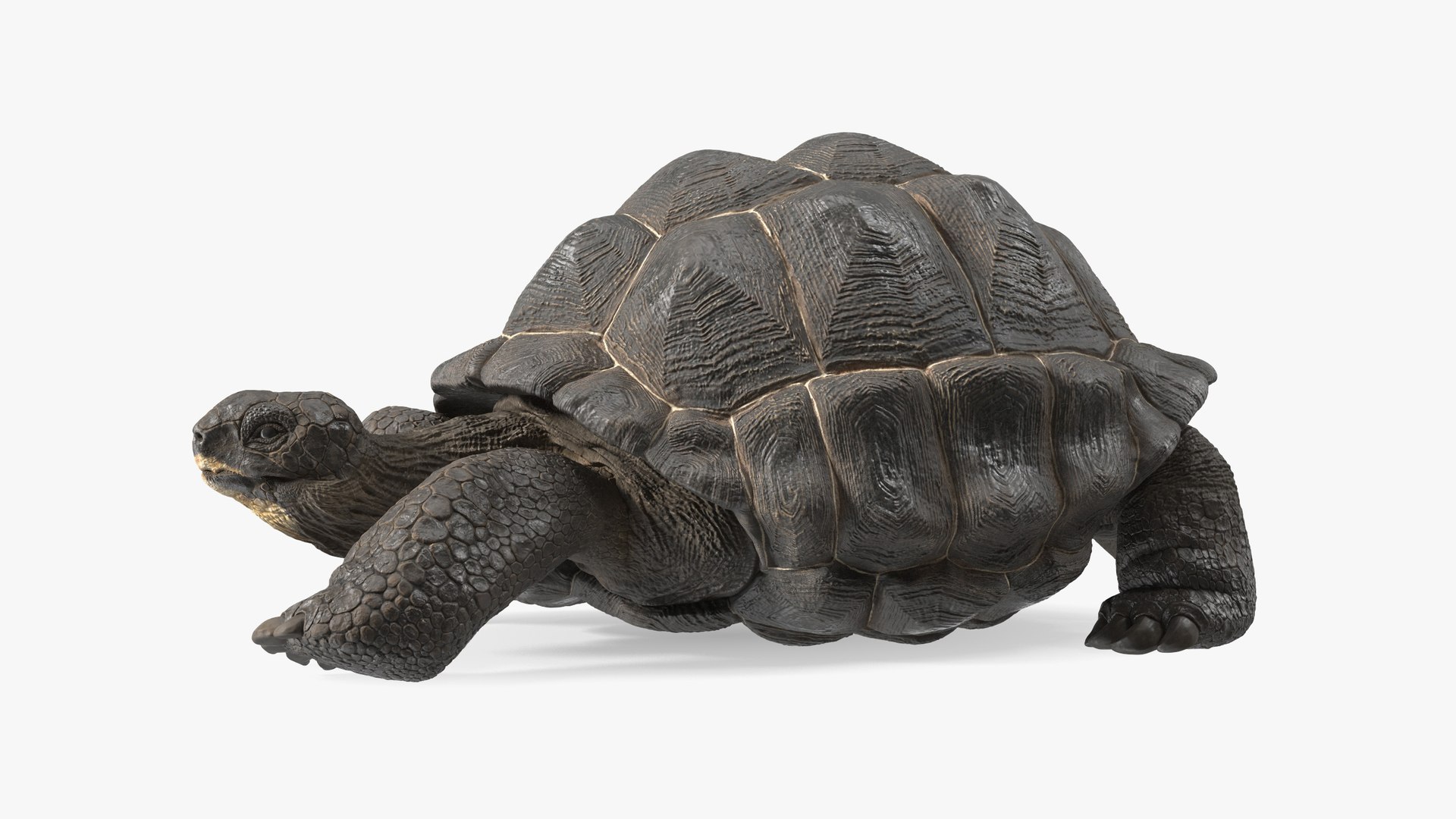Chelonoidis Niger Rigged for Cinema 4D 3D model preview