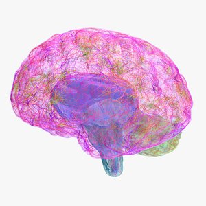 Brain Builder Kit 3D