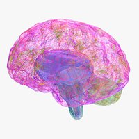 Brain Builder Kit