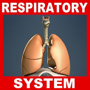 Respiratory System and Diaphragm (No Textures)