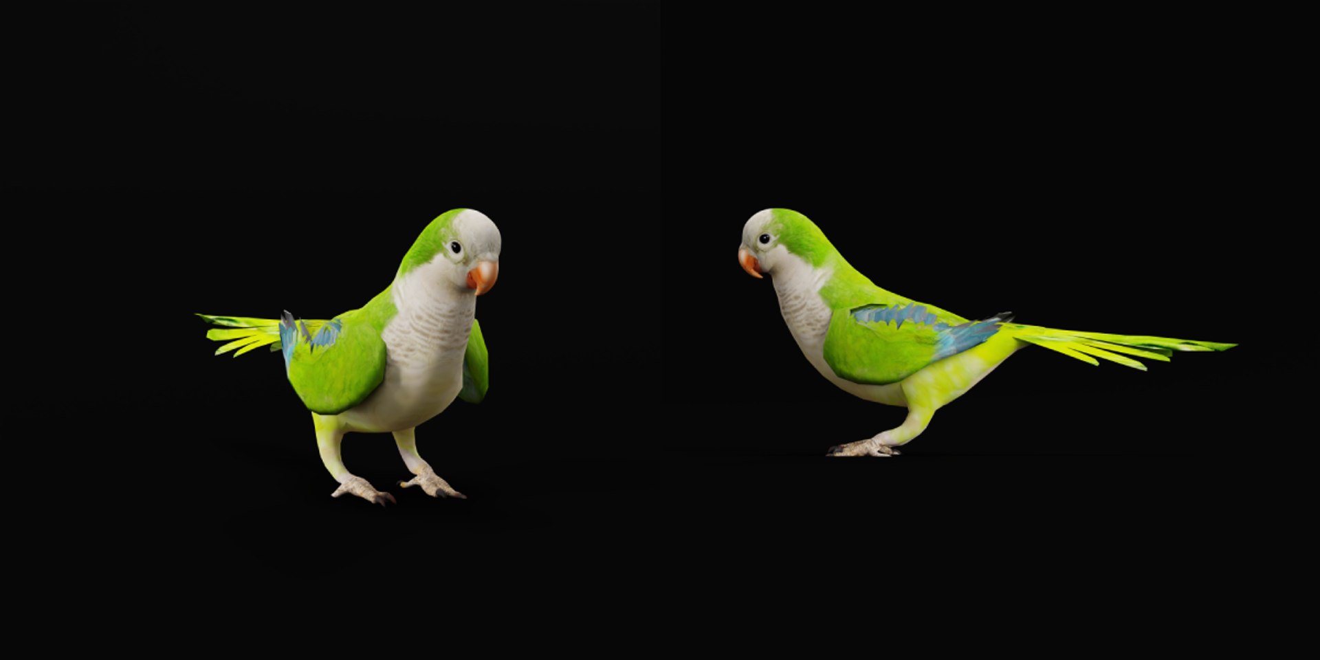Monk Quaker Parrot Bird 3D model https://p.turbosquid.com/ts-thumb/TF/BdchDM/1v/monk_quaker_parrot2/png/1736895110/1920x1080/fit_q87/b5dae494b81411e2e9ebb9640975f2d598d250e8/monk_quaker_parrot2.jpg