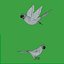 Monk Quaker Parrot Bird