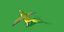 Monk Quaker Parrot Bird