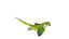 Monk Quaker Parrot Bird