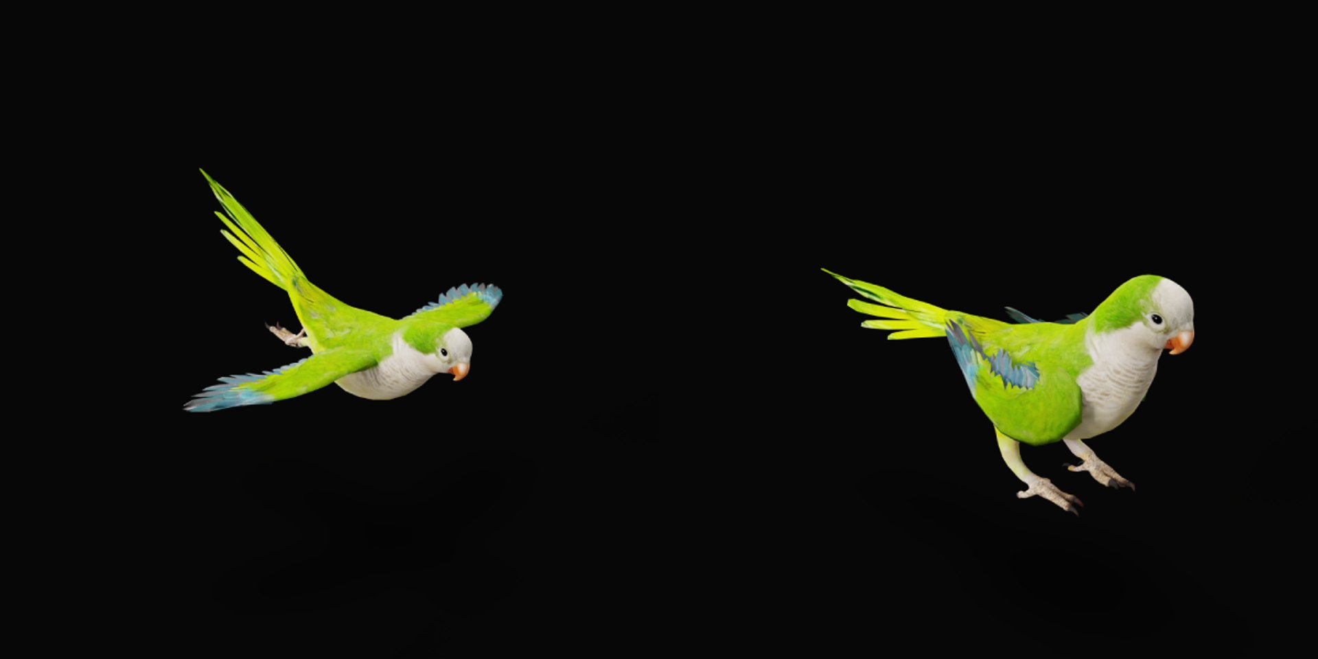 Monk Quaker Parrot Bird 3D model https://p.turbosquid.com/ts-thumb/TF/BdchDM/7j/monk_quaker_parrot14/png/1736895128/1920x1080/fit_q87/e2c37066d77f13b30840ee62a46f9c9f25a8692c/monk_quaker_parrot14.jpg