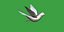 Monk Quaker Parrot Bird