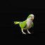 Monk Quaker Parrot Bird