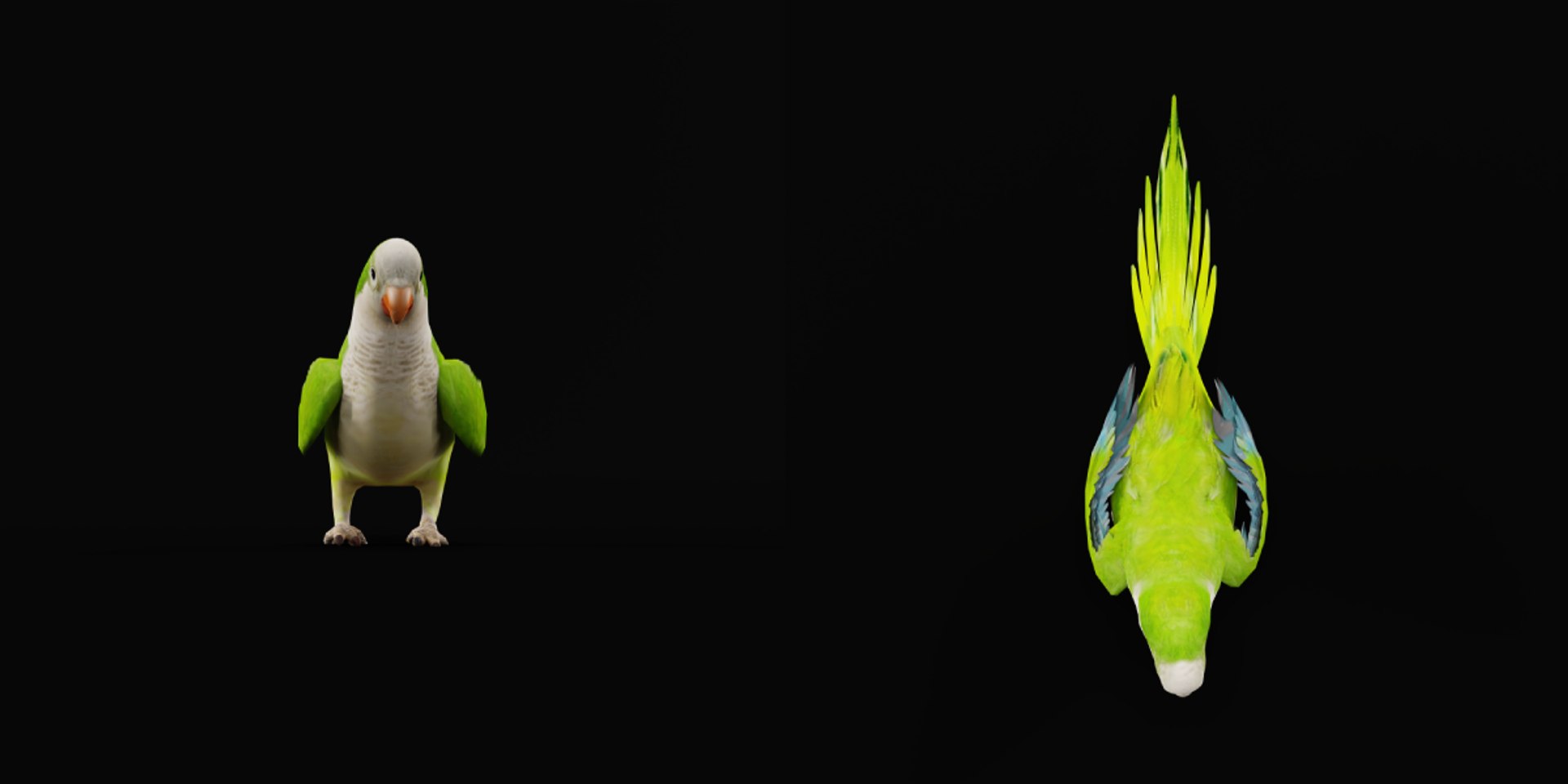 Monk Quaker Parrot Bird 3D model https://p.turbosquid.com/ts-thumb/TF/BdchDM/LG/monk_quaker_parrot11/png/1736895125/1920x1080/fit_q87/9e36fe3f15632974d7b7173e95d5bbd58ebe5bf4/monk_quaker_parrot11.jpg
