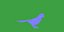 Monk Quaker Parrot Bird