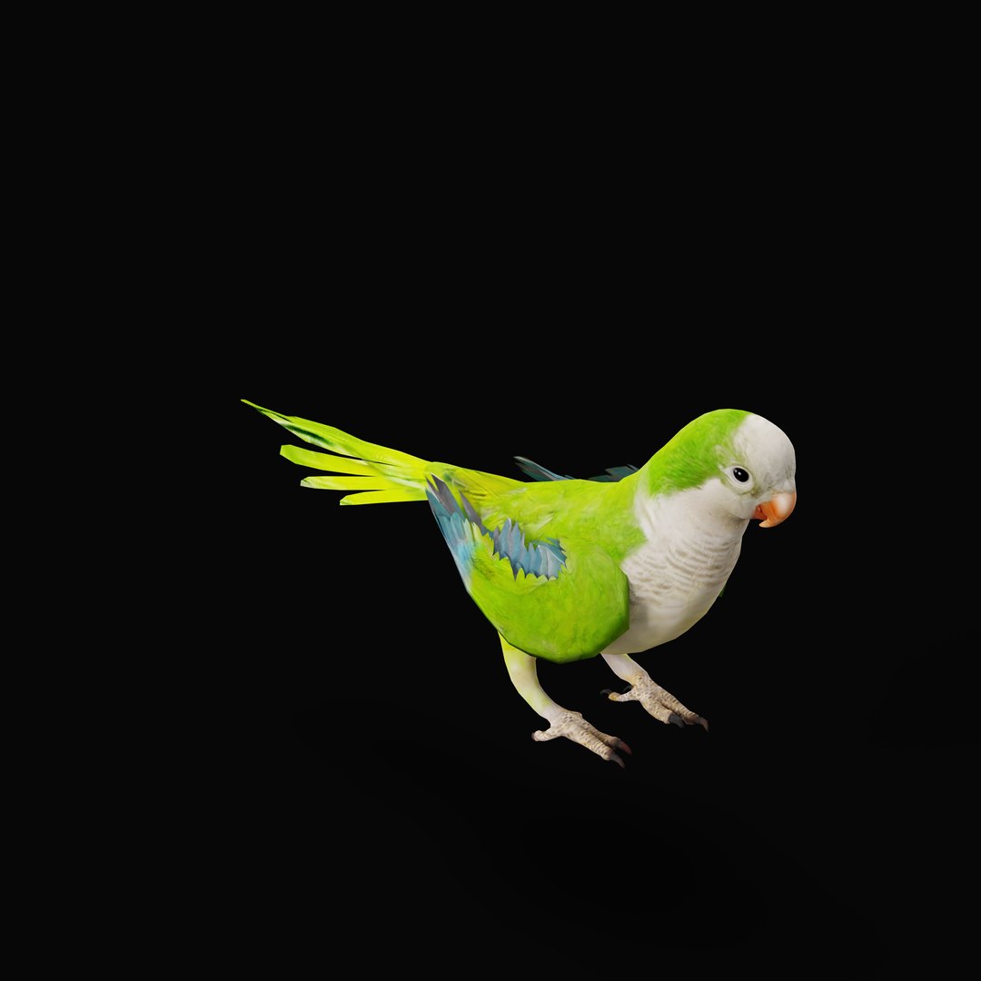 Monk Quaker Parrot Bird 3D model https://p.turbosquid.com/ts-thumb/TF/BdchDM/UJ/monk_quaker_parrot_rig_0003/jpg/1736895167/1920x1080/fit_q87/02b3d8a201e15db9b837db6b673620a32f4b45ad/monk_quaker_parrot_rig_0003.jpg