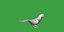 Monk Quaker Parrot Bird