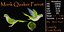 Monk Quaker Parrot Bird
