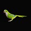 Monk Quaker Parrot Bird