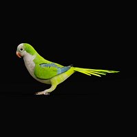 Monk Quaker Parrot Bird