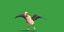 Monk Quaker Parrot Bird
