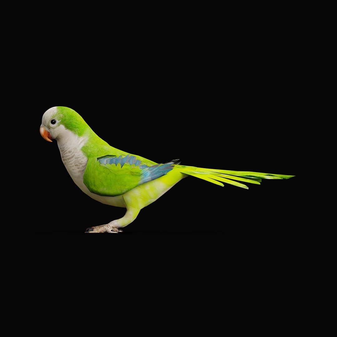 Monk Quaker Parrot Bird 3D model https://p.turbosquid.com/ts-thumb/TF/BdchDM/qK/monk_quaker_parrot_rig_0001/jpg/1736895167/1920x1080/fit_q87/06696b8da35201b0c7df5b9631a700089b922f4e/monk_quaker_parrot_rig_0001.jpg