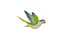 Monk Quaker Parrot Bird