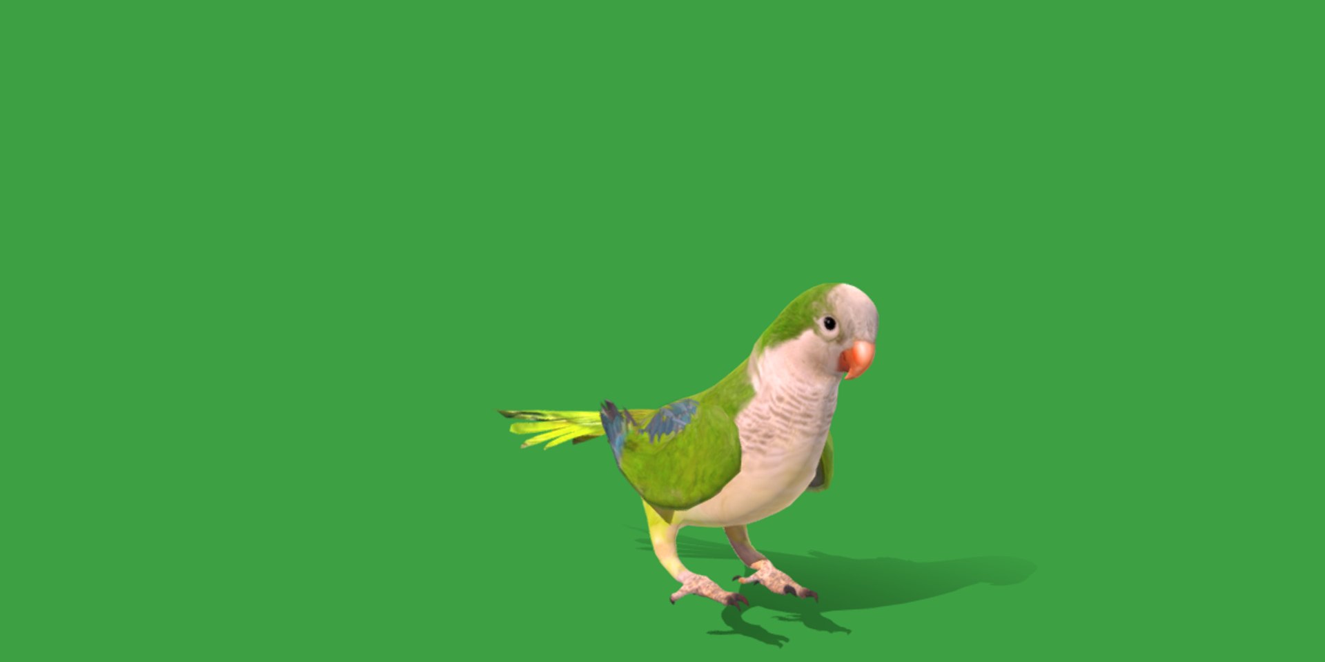 Monk Quaker Parrot Bird 3D model https://p.turbosquid.com/ts-thumb/TF/BdchDM/vK/monk_quaker_parrot5/png/1736895112/1920x1080/fit_q87/2230aed2e979f51123e51ae95be8c40a20d80f79/monk_quaker_parrot5.jpg