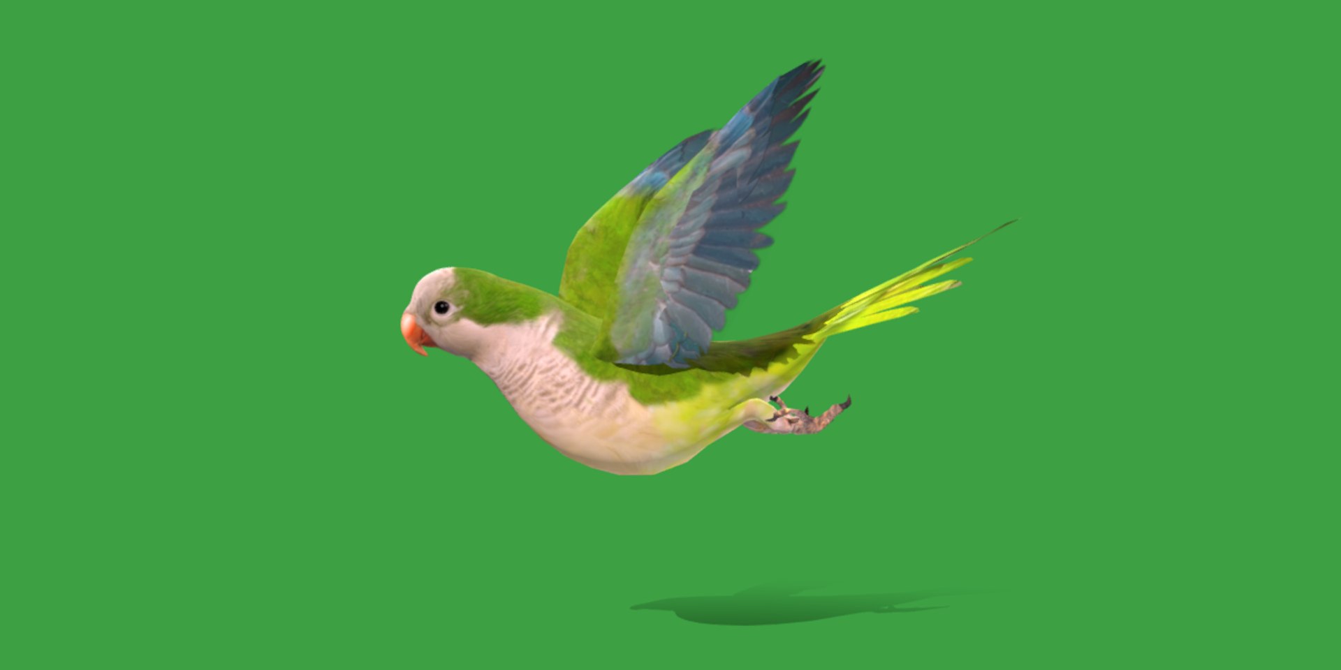 Monk Quaker Parrot Bird 3D model https://p.turbosquid.com/ts-thumb/TF/BdchDM/xy/monk_quaker_parrot1/png/1736895109/1920x1080/fit_q87/597e0a68fcc2201529806cad594d1eff1a0d936d/monk_quaker_parrot1.jpg