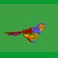 Monk Quaker Parrot Bird