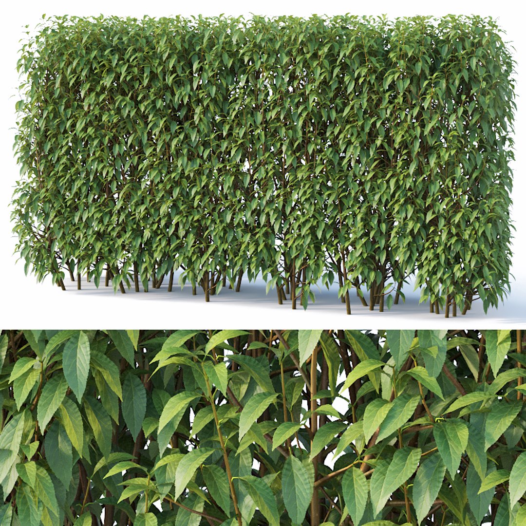 Hedge Cm 3D Model - TurboSquid 1370225