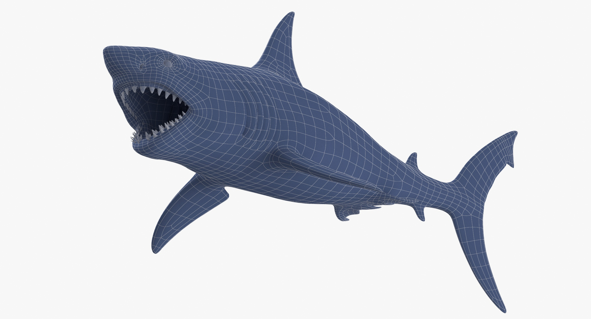 Great white shark open mouth model - TurboSquid 1479944