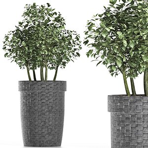 tree 3D