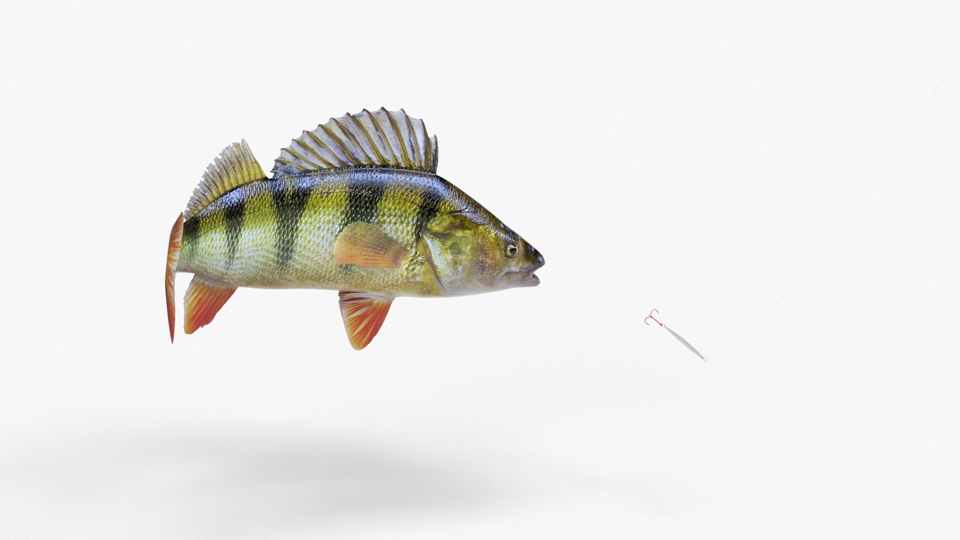 yellow perch anatomy