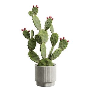Cactus Opuntia 3D model