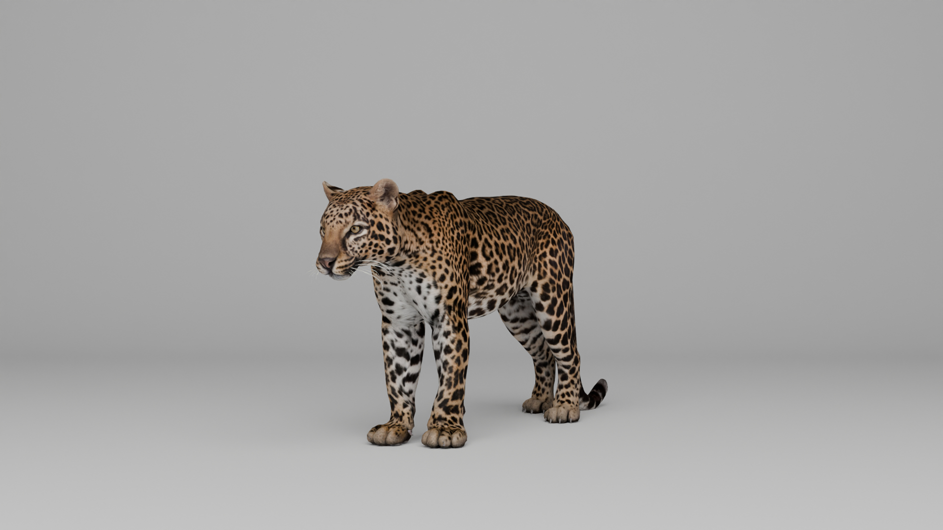 Ultimate Animal Bundle  17 Species  Fully Rigged Game Ready with Fur 3D model https://p.turbosquid.com/ts-thumb/TF/cBvZxh/84/turntable/png/1766528028/1920x1080/turn_fit_q99/bc94e92ac7092fb6f45858321c7d5a05a830cd53/turntable-1.jpg