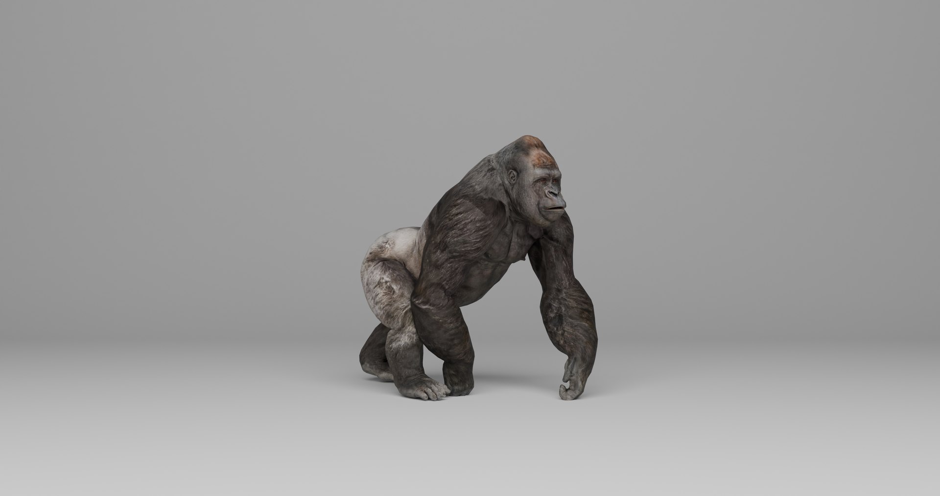 Ultimate Animal Bundle  17 Species  Fully Rigged Game Ready with Fur 3D model https://p.turbosquid.com/ts-thumb/TF/cBvZxh/CW/gop1/png/1766508204/1920x1080/fit_q87/41488436ab0bcf440cb52f86401455c53e408207/gop1.jpg