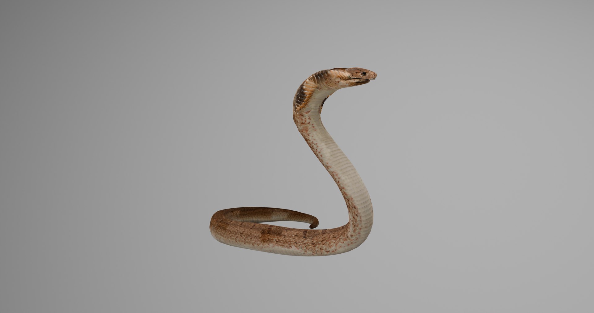 Ultimate Animal Bundle  17 Species  Fully Rigged Game Ready with Fur 3D model https://p.turbosquid.com/ts-thumb/TF/cBvZxh/IM/snakep2/png/1766508886/1920x1080/fit_q87/739fd9671146aca1089c1e0db03777a6e5609518/snakep2.jpg
