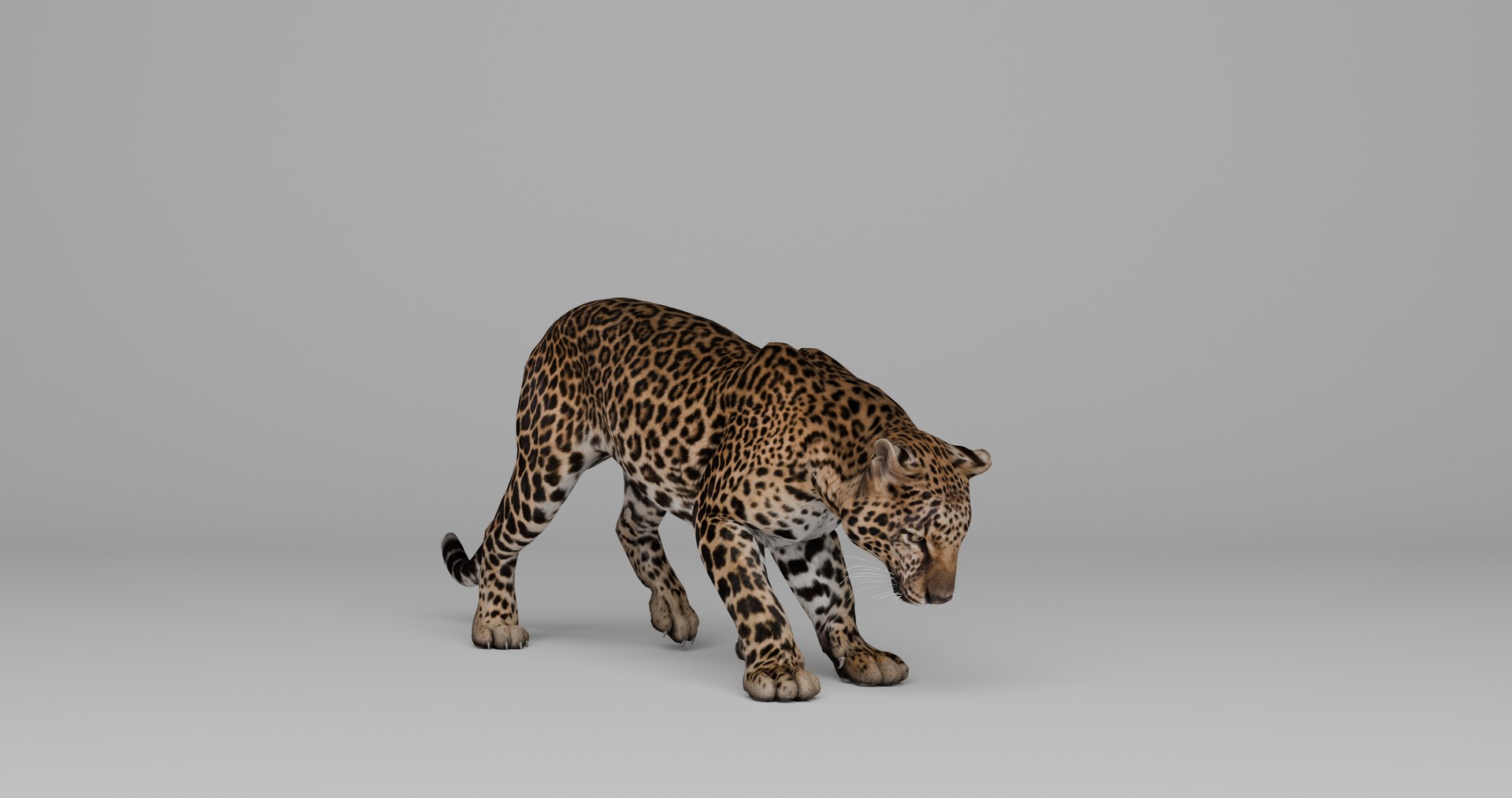 Ultimate Animal Bundle  17 Species  Fully Rigged Game Ready with Fur 3D model https://p.turbosquid.com/ts-thumb/TF/cBvZxh/NZ/2/png/1766508607/1920x1080/fit_q87/ae30615e9ca4b0e83575b55ec869abe653778821/2.jpg