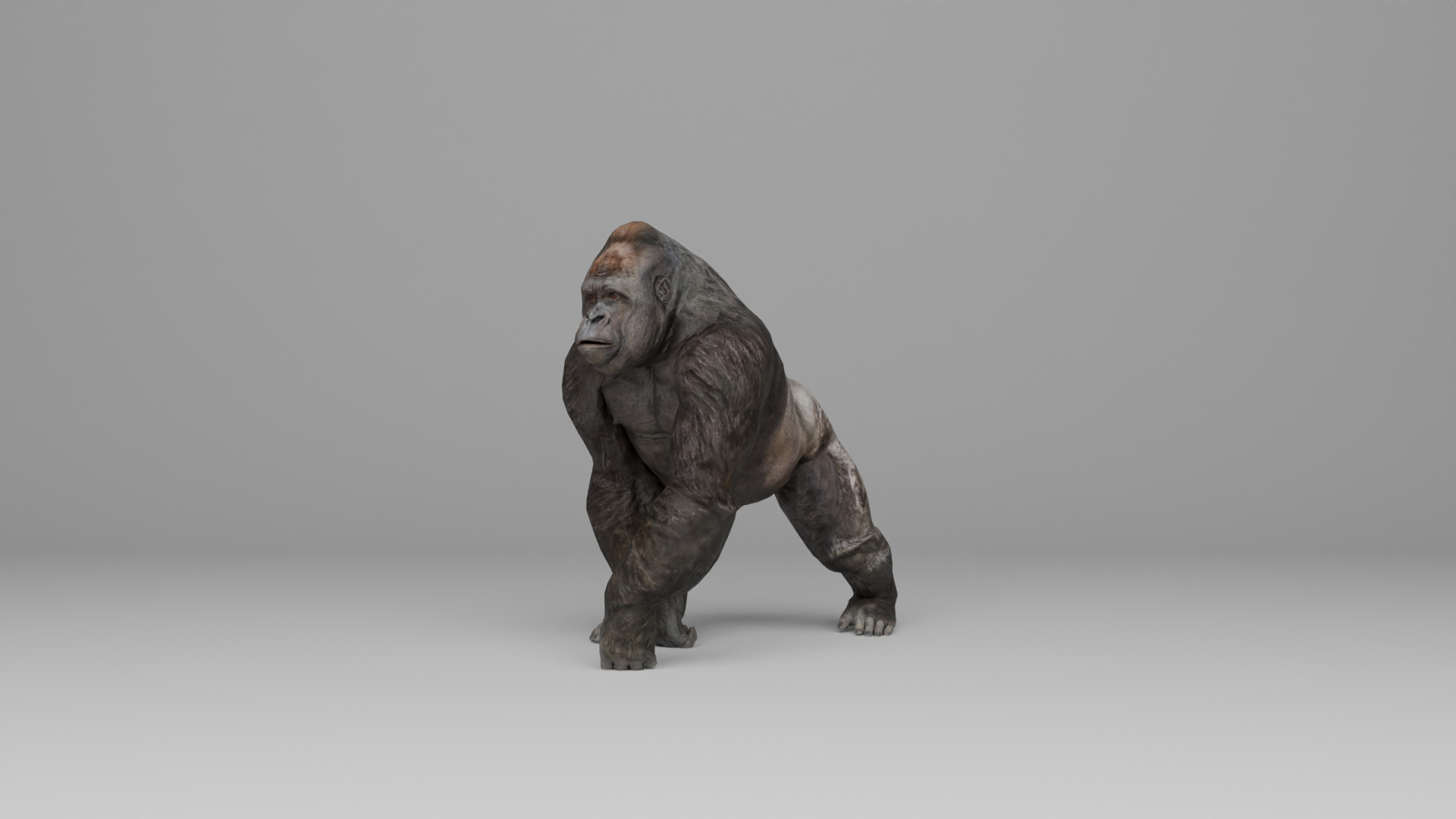 Ultimate Animal Bundle  17 Species  Fully Rigged Game Ready with Fur 3D model https://p.turbosquid.com/ts-thumb/TF/cBvZxh/VI/turntable/png/1766510733/1920x1080/turn_fit_q99/dce2271660049943ddc36256a3f0b59544e2ff0b/turntable-1.jpg