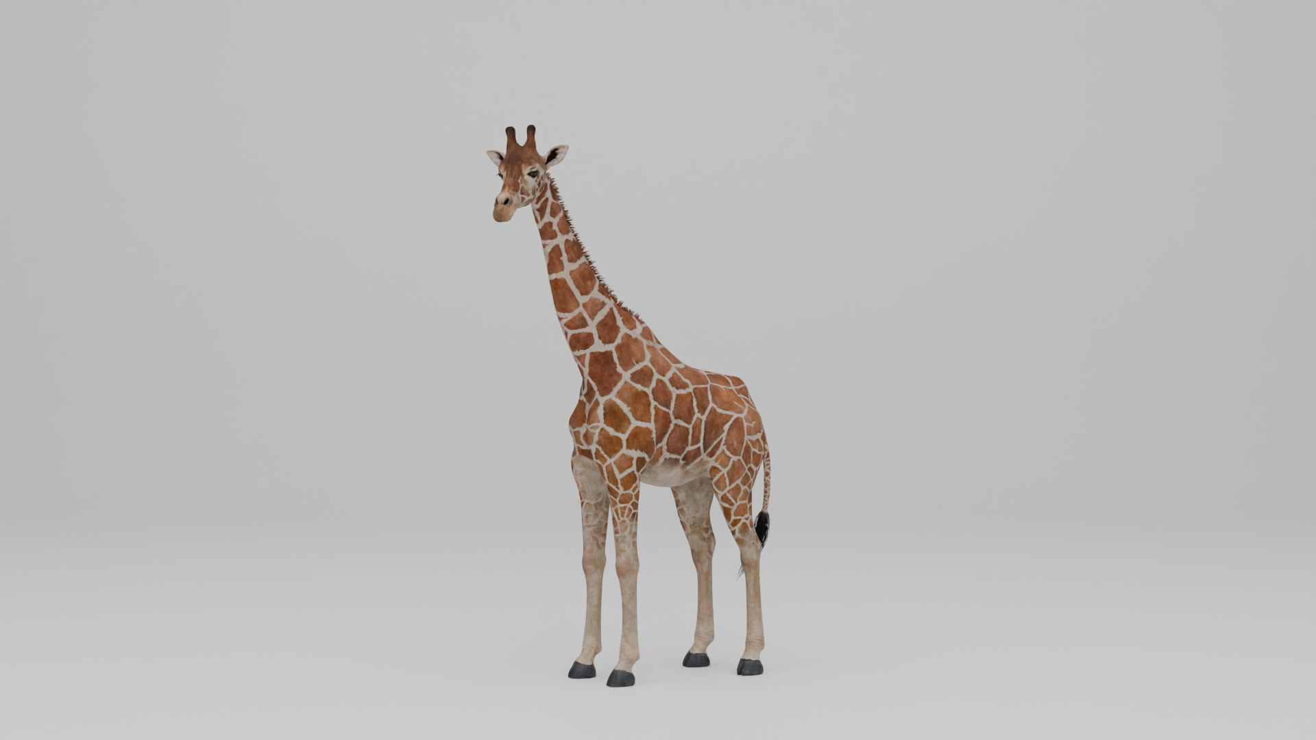 Ultimate Animal Bundle  17 Species  Fully Rigged Game Ready with Fur 3D model https://p.turbosquid.com/ts-thumb/TF/cBvZxh/cC/turntable/png/1766510608/1920x1080/turn_fit_q99/4295762d5babfd18debcd89618f34aff95138ad6/turntable-1.jpg