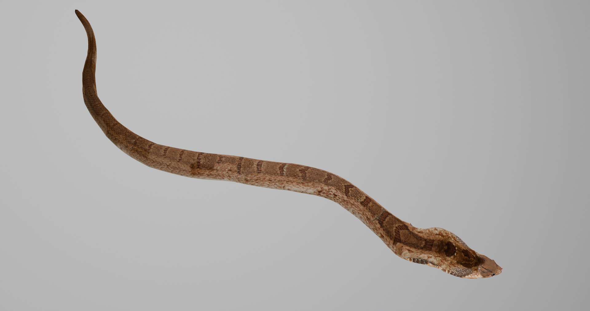Ultimate Animal Bundle  17 Species  Fully Rigged Game Ready with Fur 3D model https://p.turbosquid.com/ts-thumb/TF/cBvZxh/hl/snakep3/png/1766508913/1920x1080/fit_q87/28f83830ca6909b1d8ee17134949b9d52fa5c055/snakep3.jpg
